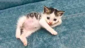 Я РЖАЛ ПОЛЧАСА🐈ПРИКОЛЫ С КОТАМИ И ДРУГИМИ ЖИВОТНЫМИ🐕СМЕШНЫЕ КОШКИ И СОБАКИ 2025