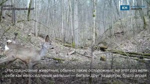 Пугливые косули попали в объектив в «Калужских засеках»