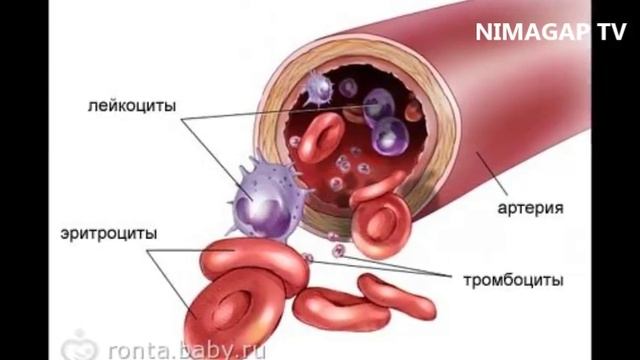 ҚОН ҲАҚИДА ҚИЗИҚАРЛИ ФАКТЛАР | БУ ЖУДА ҚИЗИҚ | VOYDOD смотреть онлайн