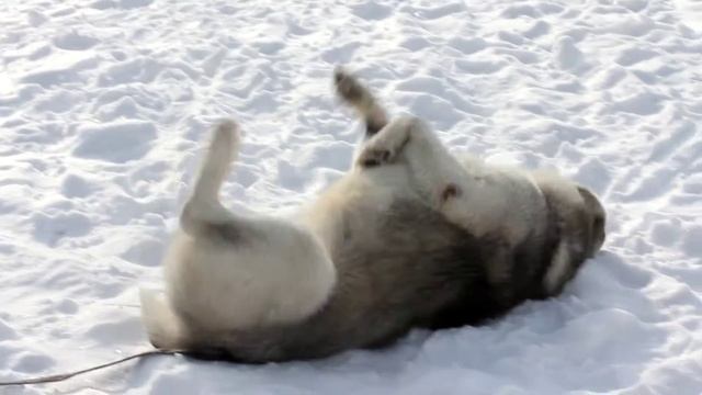 MVI 0342 смотреть онлайн