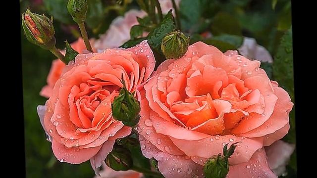 "Миннән сиңа сәлам!"842 нче тапшыру 1 нче бүлеге смотреть онлайн