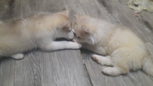 Щенки хаски УНИЧТОЖАЮТ ДОМ