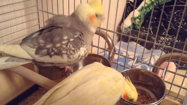 Кореллы кушают