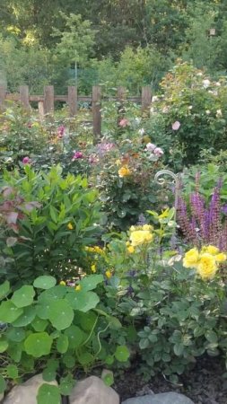 Июньский вечер в саду #розы #сад #roses #garden #цветы