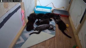 Спят усталые котики.