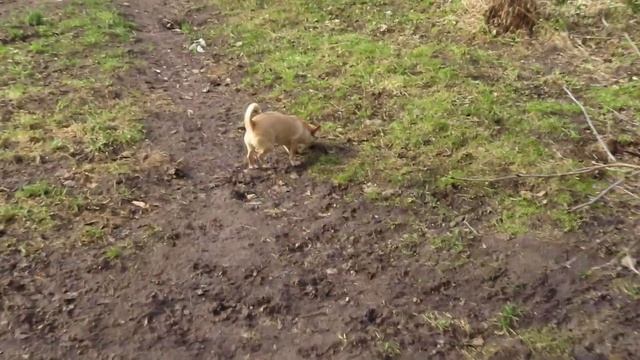 Девочки #ЧИХУАХУА_продаю #ЦЕНЫ от 35 тр ПРИУЧЕНЫ к туалету на улице (дома на пеленку), привиты, РКФ смотреть онлайн