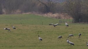 Танец журавля!