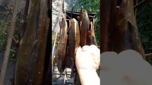 Коптим линя и карася на ольхе