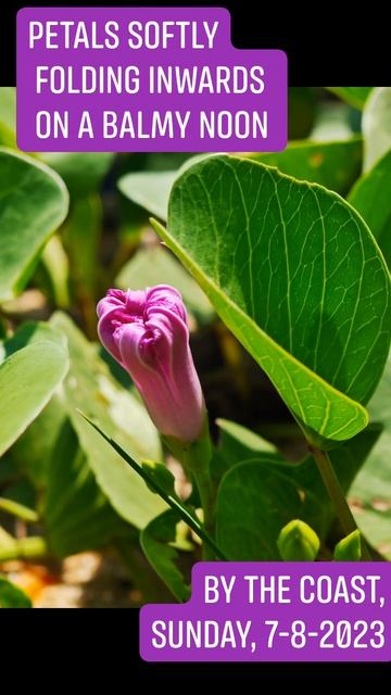 5 Beach morning glory / Bayhops / Goat's foot / Pokok tapak kuda / Bagasua / Ipomoea pes-caprae