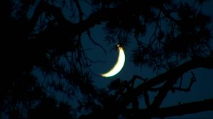 В ночном лесу | С любовью к русской природе