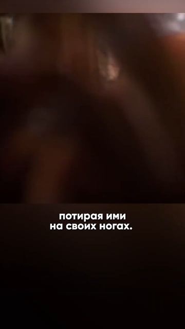 Самый большой паук в мире! А Вы знали? смотреть онлайн