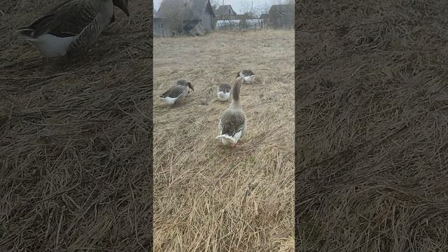 Кошечка Лапа проверяет воду на качество. Гуси🪿 пока пасутся, я разграбил гнездо 🪺
