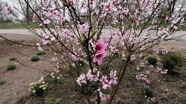 Такая красивая весна! Все начинает цвести. Потрясающее время года!