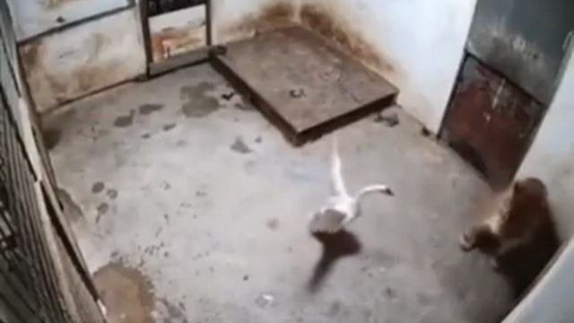 Опасный хищник