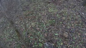 Коп с подписчиком. Осень.