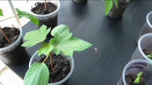 Рассада в начале апреля