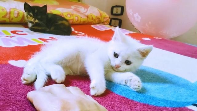 Baby Cats - Cute and Funny Baby Cat Videos | Loly & Messi смотреть онлайн