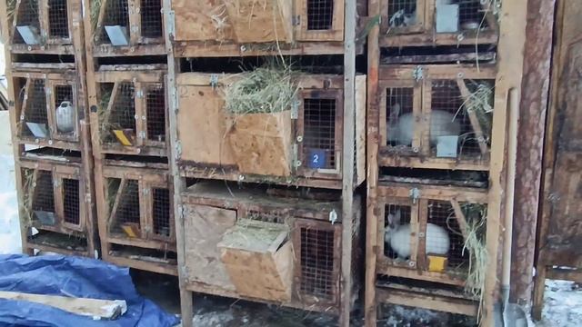 Состояние клеток для кроликов после 5 лет эксплуатации!