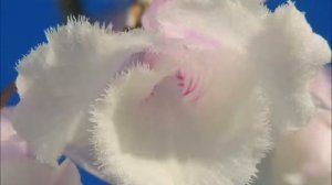 Dendrobium  aphyllum trilabero 'Shining Pink'  (orchid)