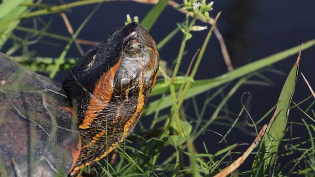 Tigre D'água ("Trachemys dorbigni") - Capão Seco - Rio Grande/RS