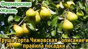 Груша сорта Чижовская описание и правила посадки