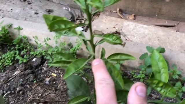 Цитрусы в открытом грунте часть 4 смотреть онлайн