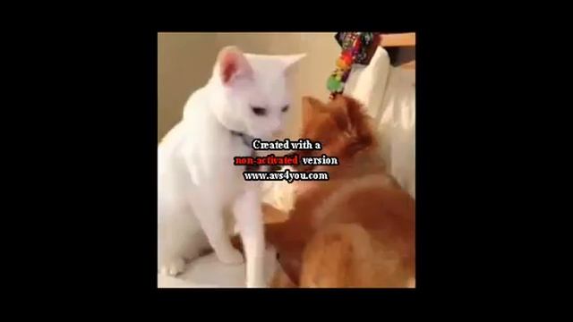 СУпер животные смотреть онлайн