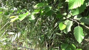 КАК НАДО ЛОВИТЬ ФОРЕЛЬ. РЫБАЛКА В ГОРАХ ИНГУШЕТИИ