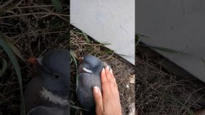 Раненый голубь Вяхирь