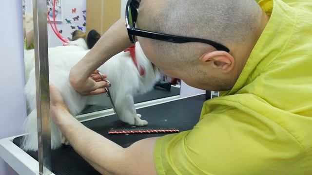 Папилон раф, он же график, бог рафаэль