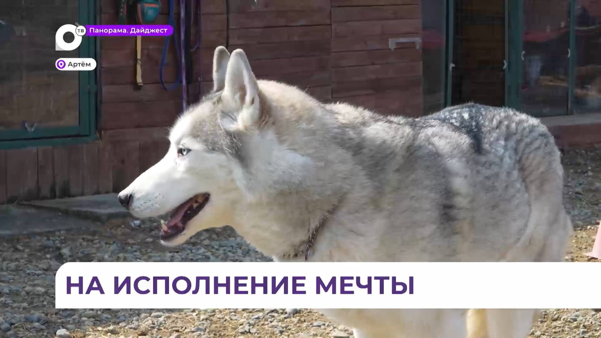 Жительница Приморья открыла зоогостиницу с помощью соцконтракта