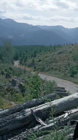 Bear hunting
