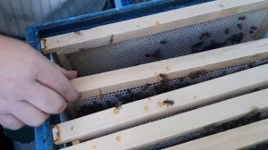 Что могут среднерусские пчелы Пермской популяции  от Безматерных А.С.  в Оренбурге