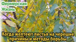 Когда желтеют листья на черешне причины и методы борьбы