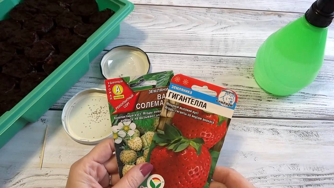 Посев мелкоплодной и крупноплодной земляники🍓 Лучший способ! Первые всходы цветов. Январь 2025г смотреть онлайн