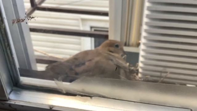 A bird made a nest next to my window :D смотреть онлайн
