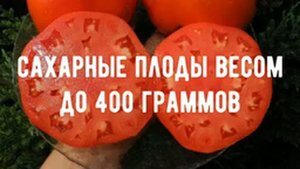 Определилась с сортами томатов на сезон 2024