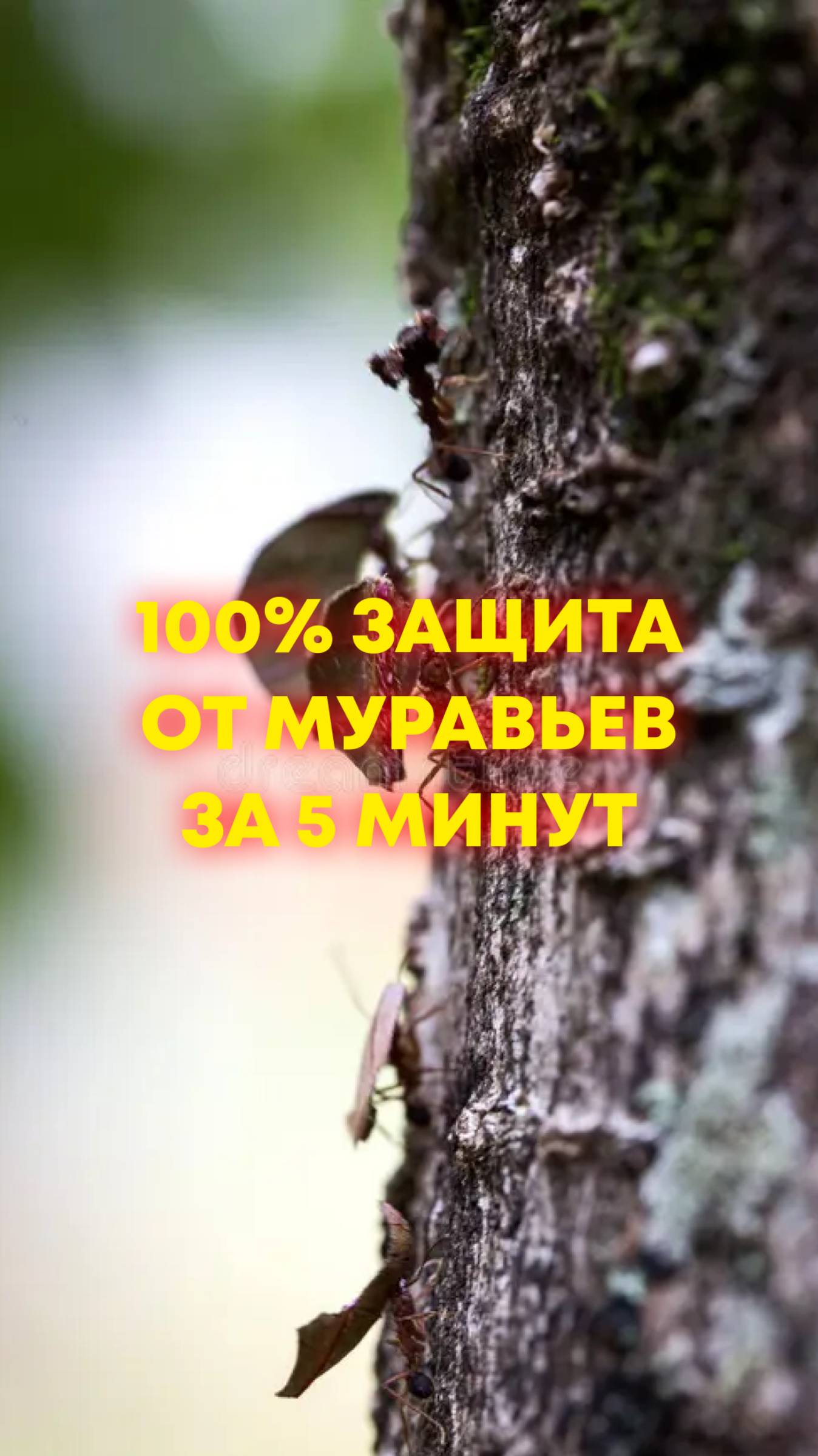 100% защита от муравьев за 5 минут