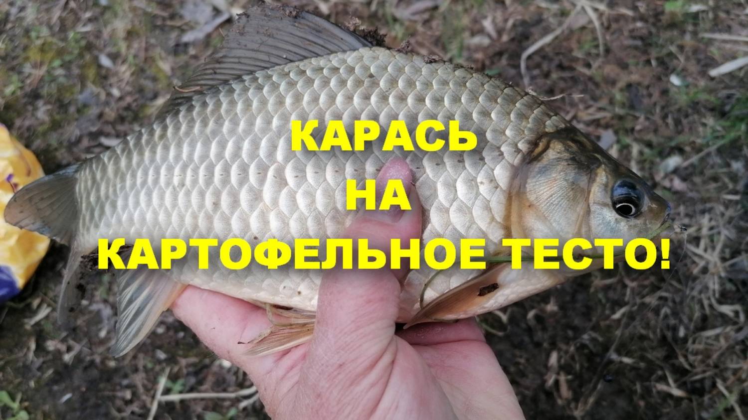 КАРАСЬ на картофельное тесто! #рыбалка #карась #карасьнапоплавок #карасьнатесто #fishing