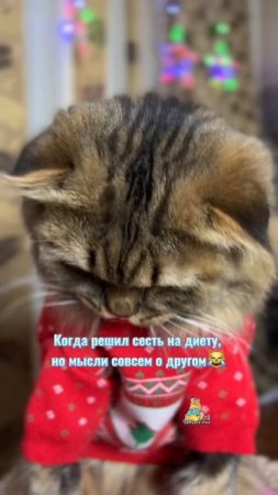 Скоро лето и надо быть в форме!😹 #котики #юмор #кот #смешноевидео
