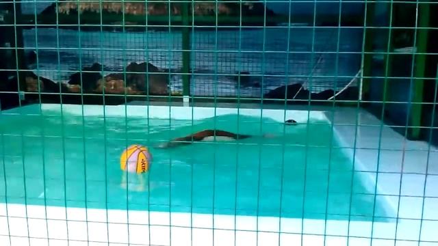 Я в сочи смотрю на 2 интересных животных!! смотреть онлайн