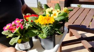 Земля для рассады из Wildberries и Лемана Про