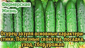 Огурец зозуля основные характеристики Полезные свойства, посадка, уход, сбор урожая