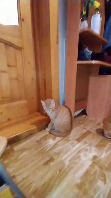 Кормушка для птиц#shorts#домвлесу#кормушкадляптиц