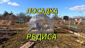 28.03.25 ПОСАДКА РЕДИСА