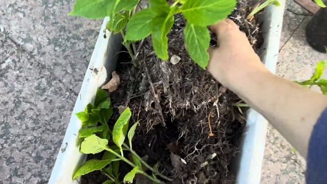 Показываю результат размножения гортензий разными способами , которые я размножала год назад