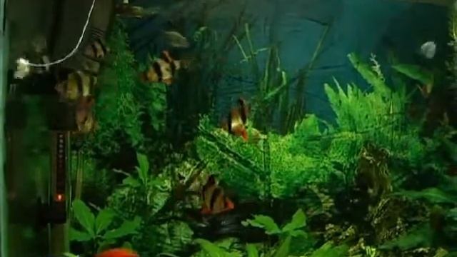 Пираньи кушают.avi смотреть онлайн