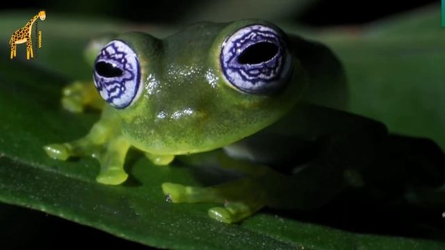 Tree frog | Amphibian смотреть онлайн
