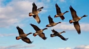 почему гуси летят клином (online-video-cutter.com)