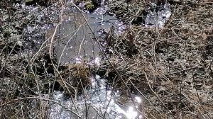 3.04.2025.Усадьба Парк Кино Ляхово. Парк Кошек. Домодедово. Обзор проделанных работ 1.